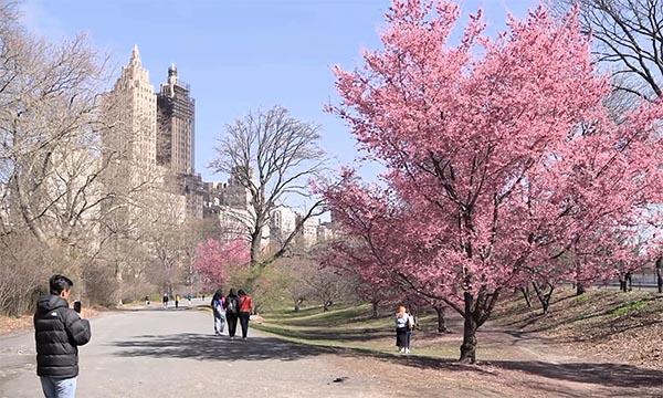 화사한 꽃망울 봄이‘성큼’