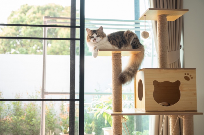 세계 고양이의 날 초보 집사를 위한 고양이 필수품 정보